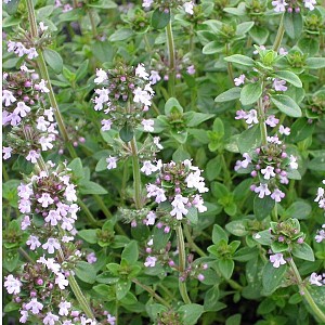 Foto van de desbetreffende plant